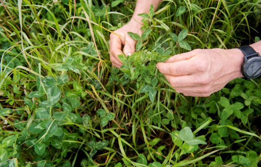 Wat is Niet Kerende Grondbewerking - Natuurlijk Boeren Zoom #1