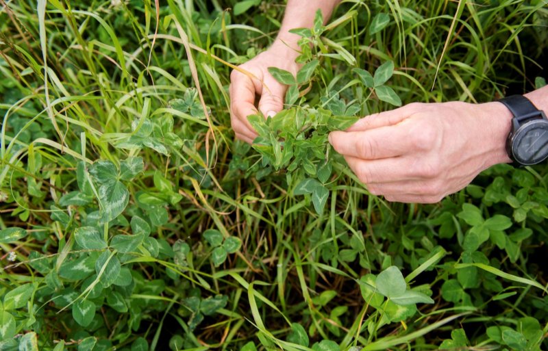 Regeneratieve landbouw Nederweert