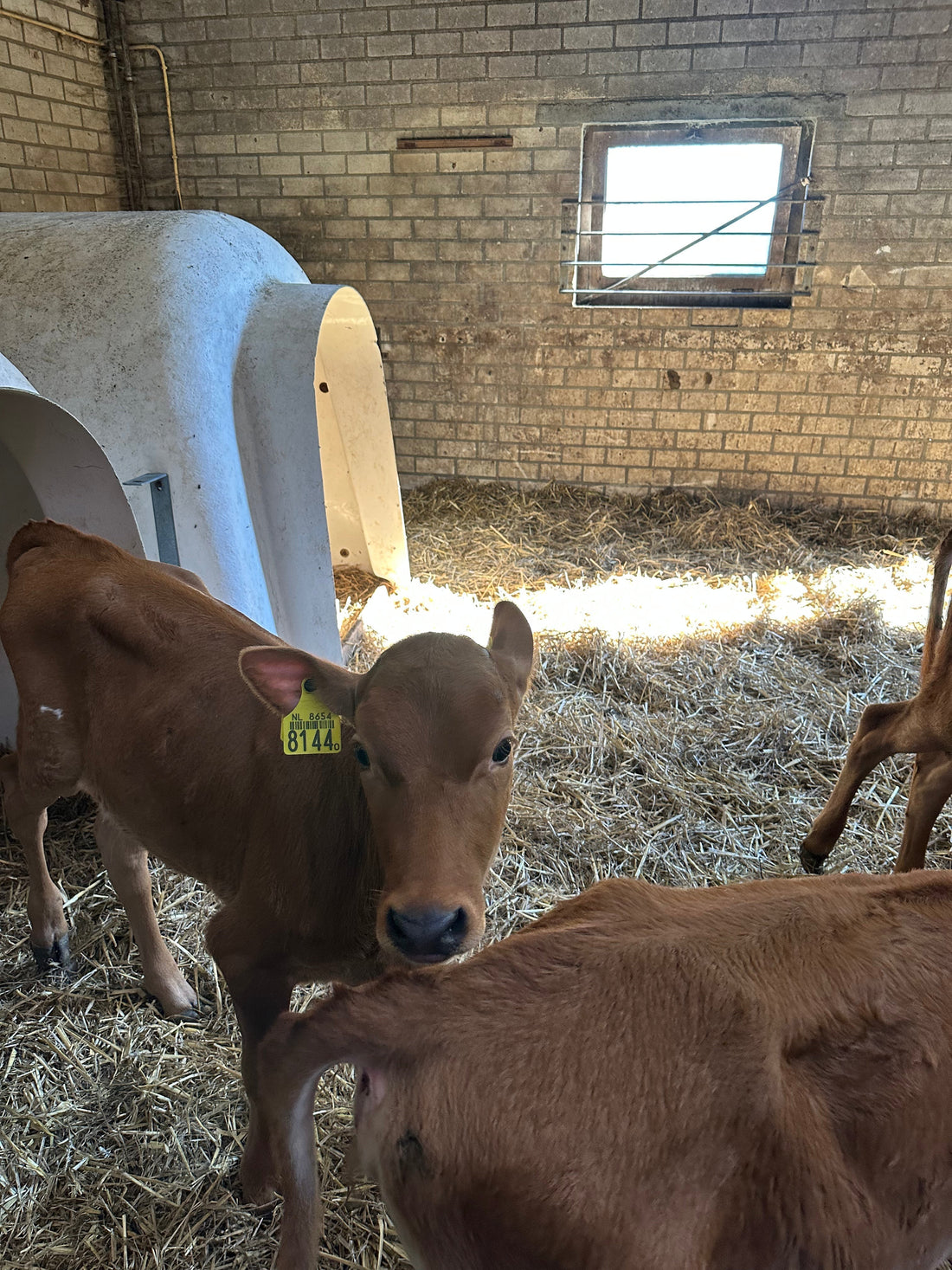 Wat is Animal Integration?