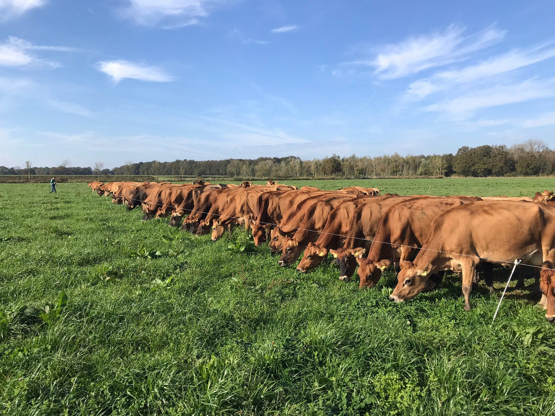 Wat is Holistic Grazing?
