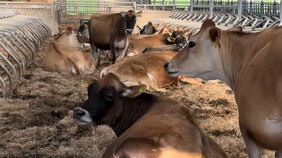 Drachtige dames: Nieuw leven op komst!
