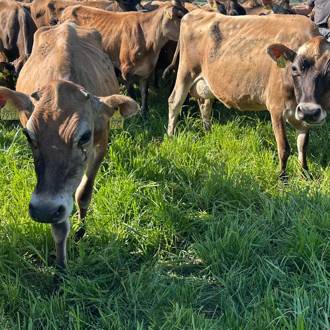 Wat is Organische Bemesting?