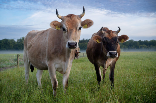 Animal_integration_Boer_Jakob