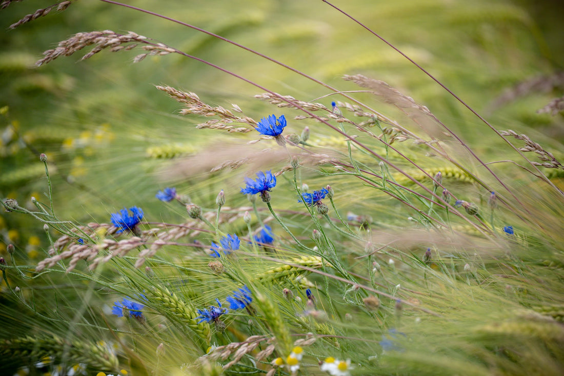 Intercropping_Boer_Jakob