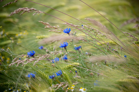 Intercropping_Boer_Jakob