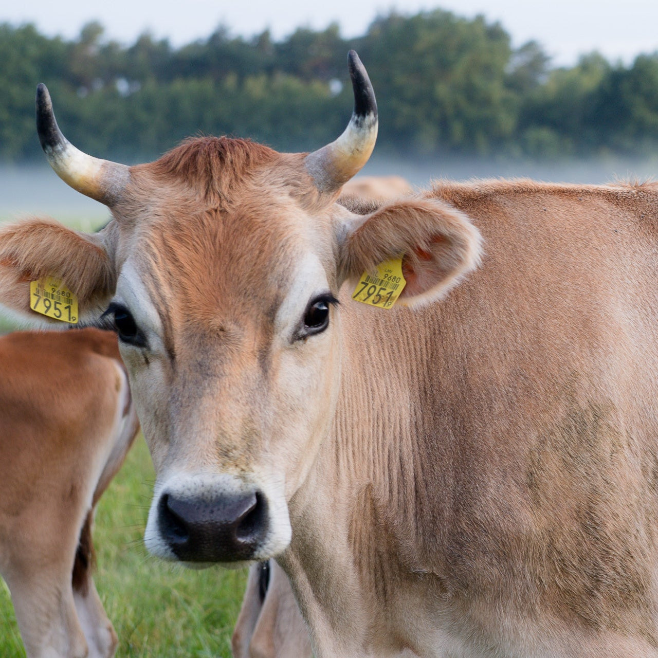 Jerseykoe_limburg