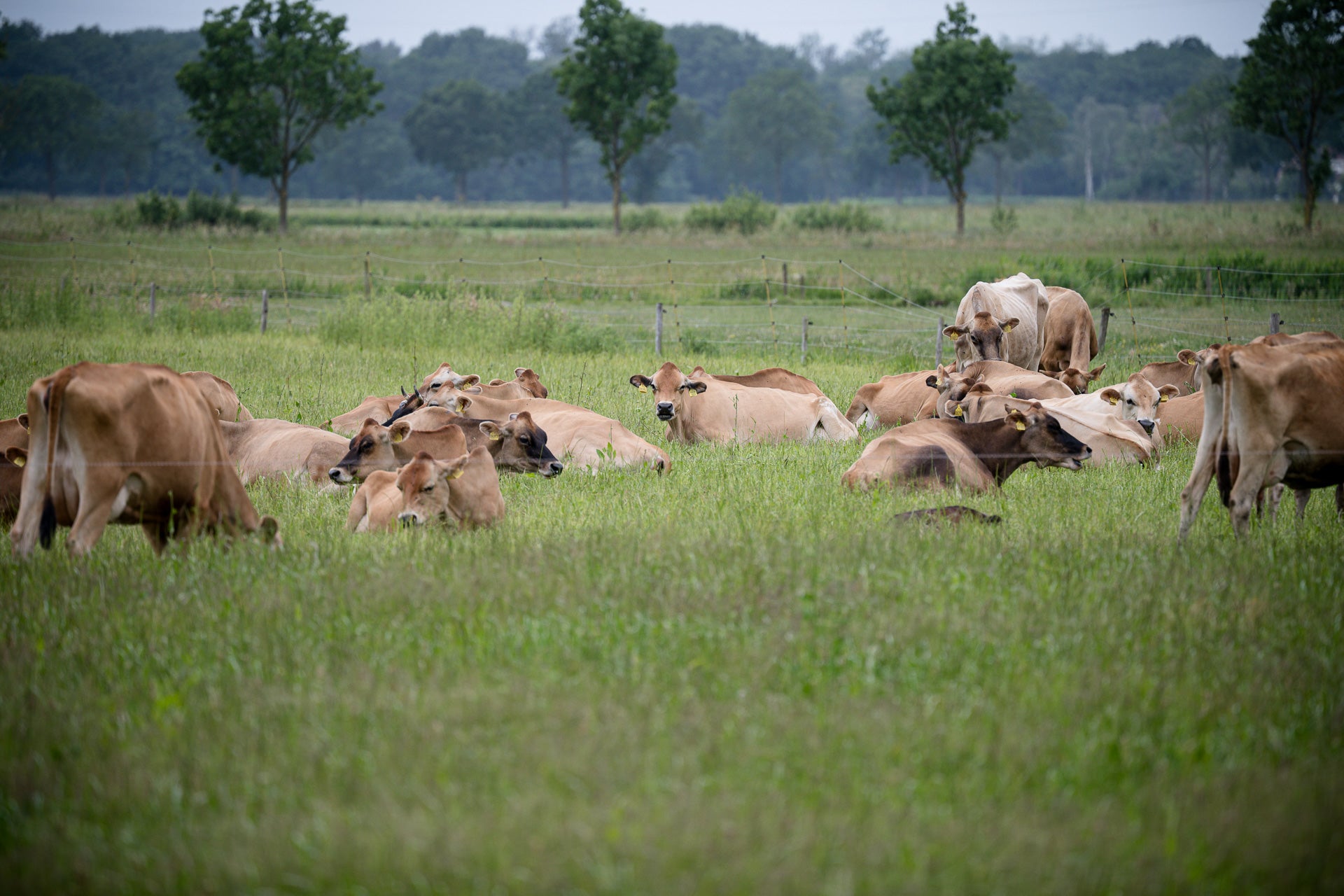 Nederweert_Pustjens_Melkveebedrijf